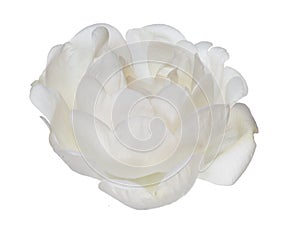 Isolated white brier bloom