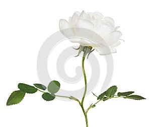Isolated white brier flower on stem