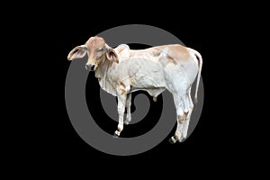 Bastard brahman cattle