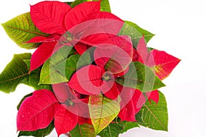 Isolated on white close up. Poinsettia