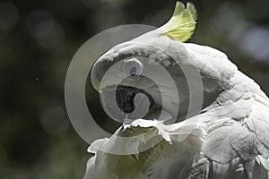 Isolated white cockatoo portrait taken in bird garden fourways