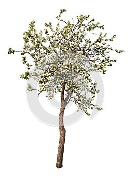 Isolated white color blooming apple tree