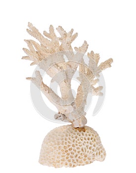 Isolated white coral branch