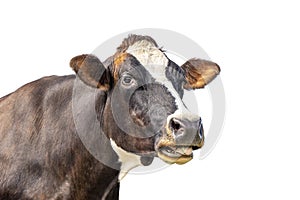 Isolated on white cow, funny portrait of a mooing cow, mouth open, the head with white blaze, showing her teeth and tongue while