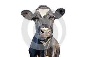 Isolated on white cow, looking friendly, portrait of a mature and calm cow, gentle look