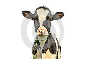 Isolated on white cow, one funny black and white cow eating, chewing blades of grass, with pink nose