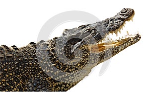 Isolated on white crocodile