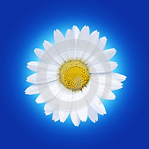 Isolated white daisy flower on a blue packground
