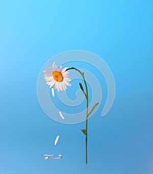 Isolated white daisy flower with falling petals on a blue background