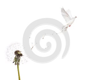 Isolated white dandelion and dove