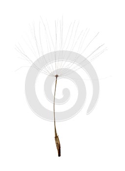 Isolated on white dandelion small seed