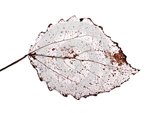 Isolated on white dead leaf