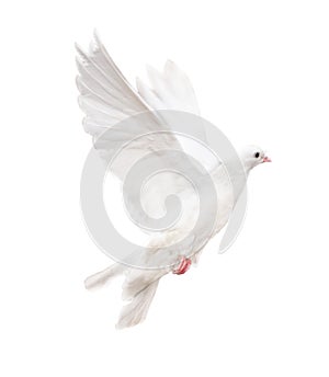 Isolated white dove