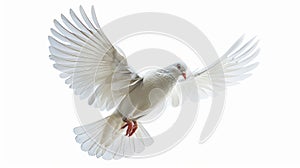 Isolated white dove in flight