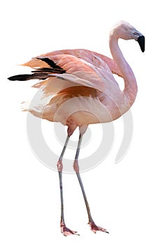 Isolated on white fine pink standing flamingo