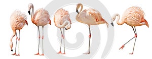 Isolated on white five flamingo