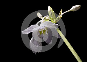 Isolated white flower and buds of Eucharis amazonica on a black background