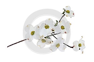 Isolated White flowering dogwood tree blossoms