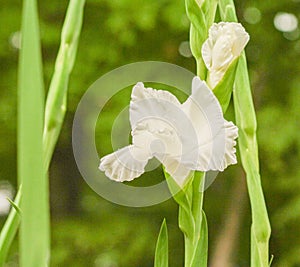 An isolated white gladiolus flower glistens with rain droplets.