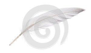 Isolated white goose feather