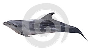 Isolated on white gray doplhin