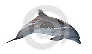 Isolated on white grey bottlenose dolphin