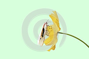 Isolated White insect on yellow Cosmos sulphureus Cav flowers on a green background with clipping path