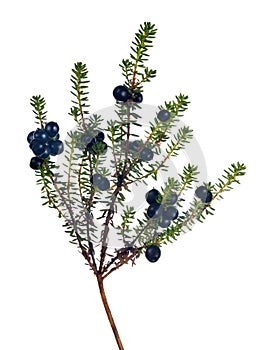 Isolated on white juniper branch with many berries