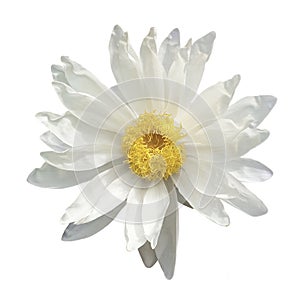 Isolated white lotus with yellow carpel on white background photo