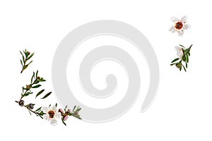 isolated white manuka flowers with copy space in middle