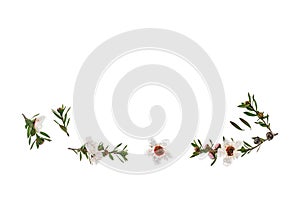 Isolated white manuka flowers and twigs on white background with copy space above