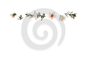 Isolated white manuka tree flowers with copy space below