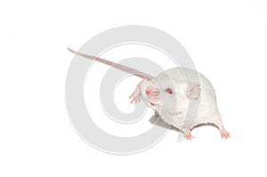 Isolated white mouse