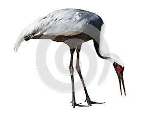 Isolated white-naped crane