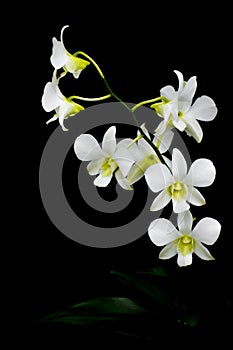 Isolated White Orchid Flower, Black Background