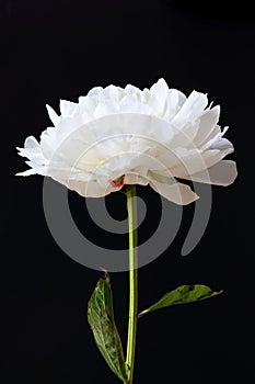 Isolated white Paeonia lactiflora flower in black background photo