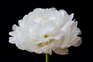 Isolated white Paeonia lactiflora flower in black background photo