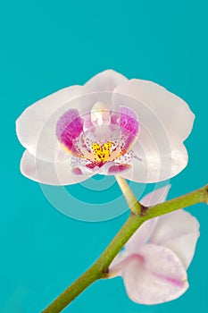 Isolated white phalaenopsis orchid flower against solid cyan background