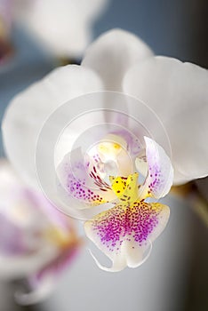 Isolated white phalaenopsis orchid flower against solid cyan background