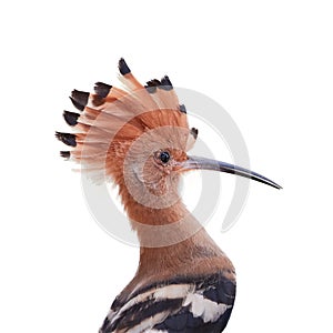 Isolated on white, portrait of African Hoopoe, Upupa epops africana, bird with erected crest.