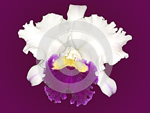 Isolated White and Purple Cattleya orchid with purple background