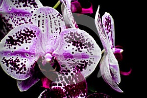 Isolated White and Purple Orchid Flowers, Black Background