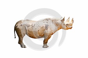 An isolated white rhinoceros with mud on its body