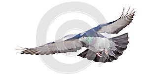 Isolated on white rock dove flight