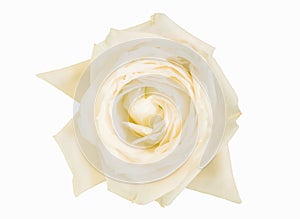 Isolated white rose