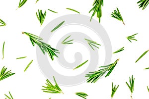 Isolated on white rosemary textured top view flat lay background with green, freshly cut leaves, twigs and branches.