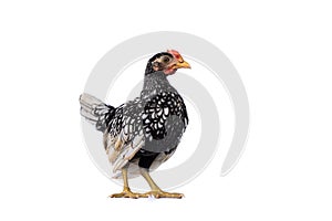 Isolated White SeBright Chick on the white background in studiolight