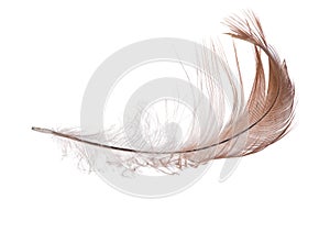 Isolated on white single light brown feather