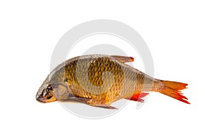 Isolated on white smoked fish roach