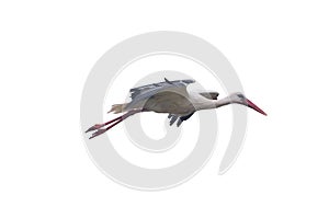 Isolated white stork.